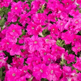 Picobella Petunia Carmine ~25 Seeds — Dwarf 8-10" Mound—Mini 2-3" Blooms—Annual Flower for Pots, Baskets & Borders—Pelleted Seeds—Choose—98-105 Days to Maturity