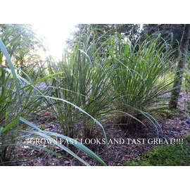 Lemongrass 12 7" Tall Fully Rooted