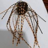 Crovakeu 10PCS Dice Shaped Soft Fishing Bait - PVC Slow