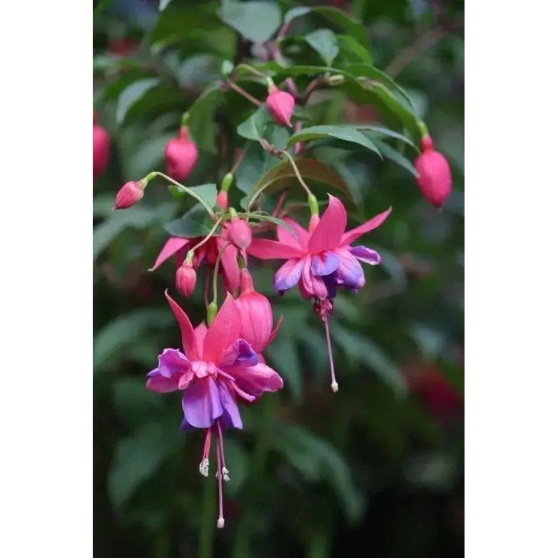 Unbranded Lantern-Physal