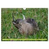 Possierliche Stockenten (Wandkalender 2026 DIN A4 quer), CALVENDO Monatskalender