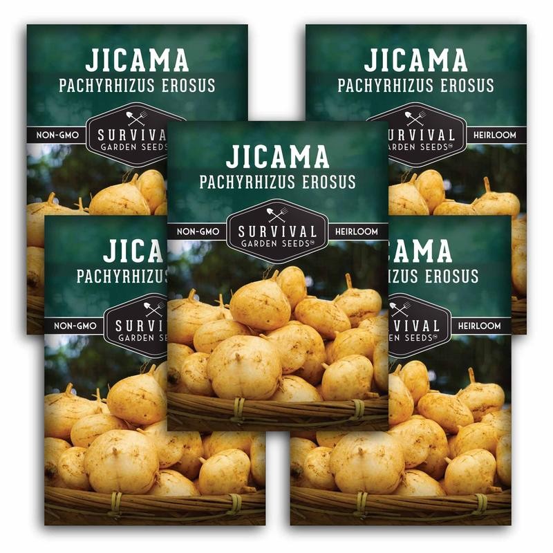 Jicama Seeds - Drought Resistant Mexican Turnip - Size: 3