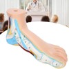 Adults Foot Model, Convenient Display Environmentally Friendly Materials Human Foot