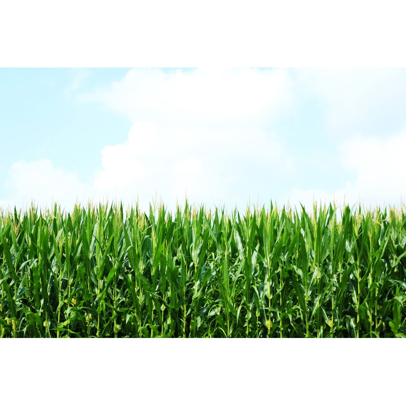 Preferred Popcorn Organic White Popcorn, 28 Ounce Bag, Pack of