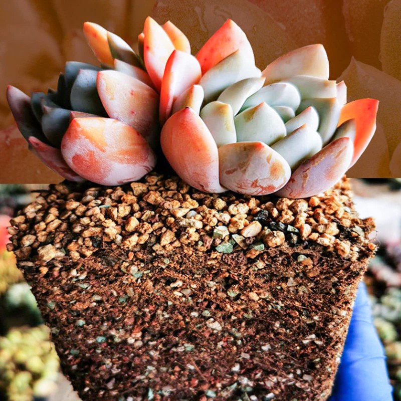 Doter Succulent and Cactus Soil Potting Mix 1.1 LBS, Bonsai