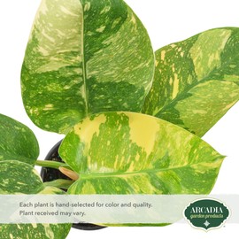 Arcadia Garden Products Live Green Congo Variegated Philodendron Rare Indoor Houseplant in Plastic Pot, Tropical Plant Collector Gift for Home and Garden Decor, 4-inch, Beige