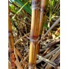 World Seed Supply 1 RARE STRIPED HALALI SUGAR CANE (2