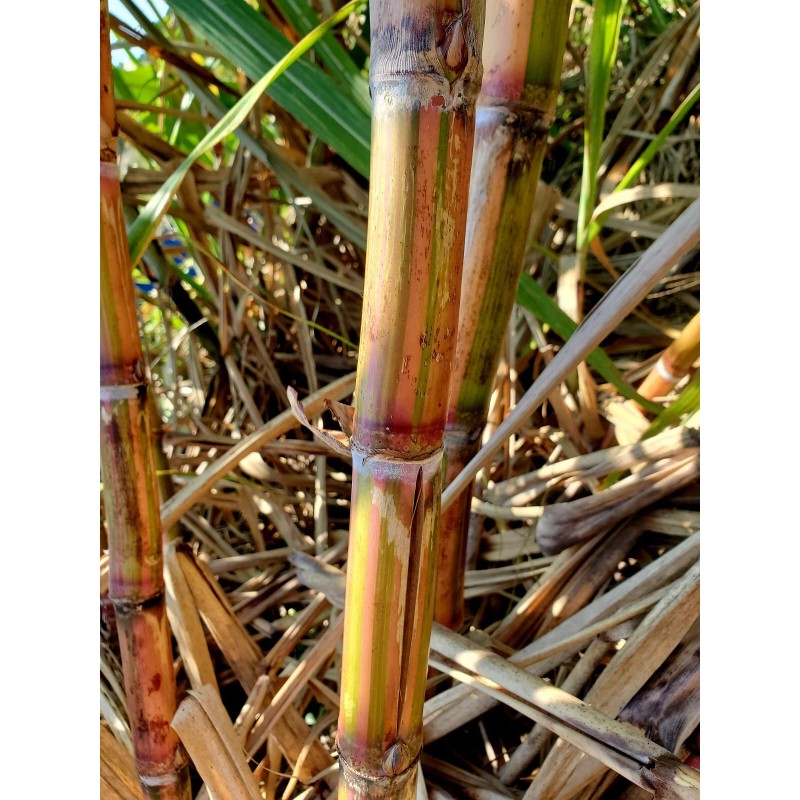 World Seed Supply 1 RARE STRIPED HALALI SUGAR CANE (2
