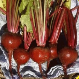 Everwilde Farms - 200 Early Wonder Beet Seeds - Gold Vault Jumbo Seed Packet