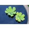 Water Lettuce - Easy Live Pond Floating Plant