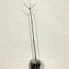 No Brand American Persimmon Tree - Live Plant 6-12" -