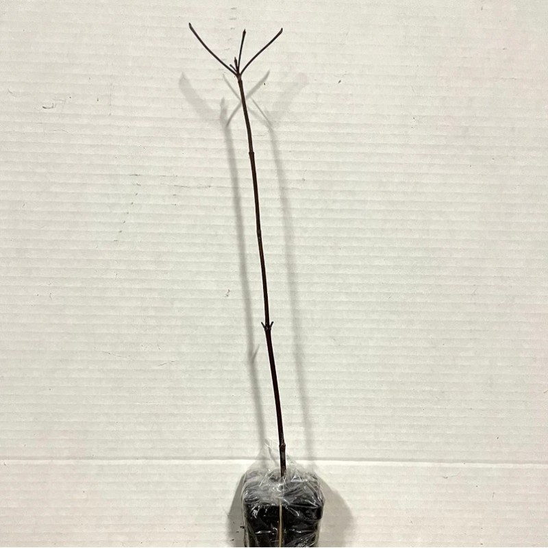 No Brand American Persimmon Tree - Live Plant 6-12" -