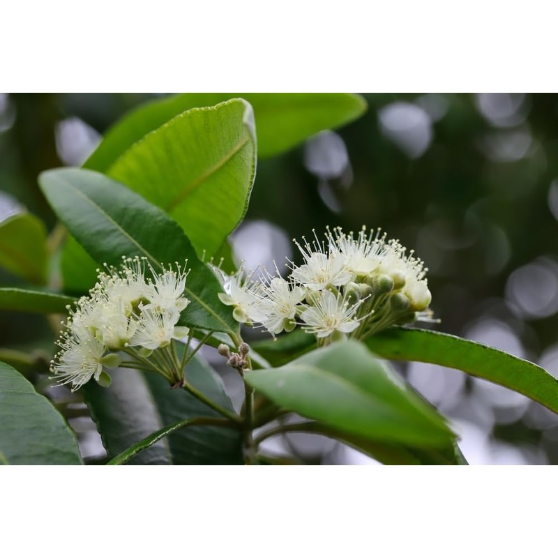Lowhill Valley Lemon Myrtle Leaf Herbal Tea - Backhousia citriodora