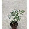 Dylman Gardens Rue Plant With Pot 7” Ruta graveolens Herb