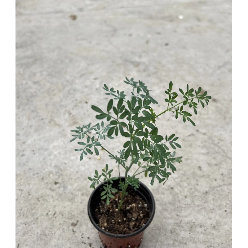 Dylman Gardens Rue Plant With Pot 7” Ruta graveolens Herb