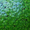 100+ Pieces Of Giant Duckweed + Free Self Leveling Floating