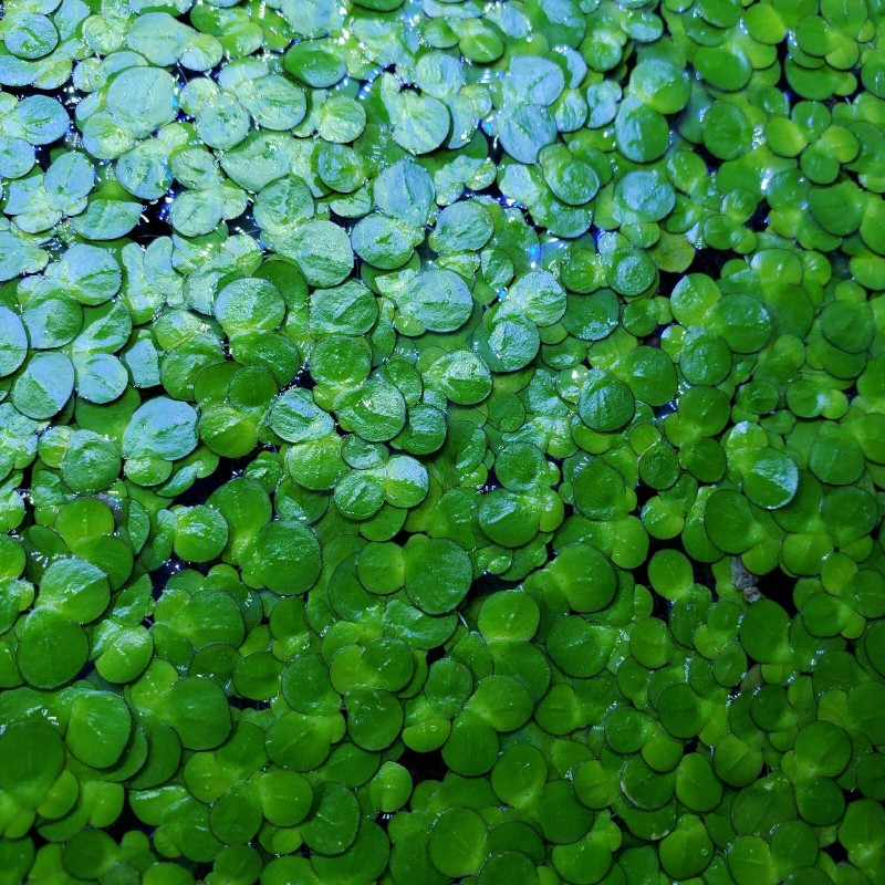 100+ Pieces Of Giant Duckweed + Free Self Leveling Floating