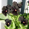 Unique Black Pansy Clear Crystals Viola Wittrockiana 40+ Seeds for