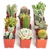 Shop Succulents Premium Live Mini Cactus and Succulent Plants in