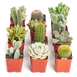 Shop Succulents Premium Live Mini Cactus and Succulent Plants in 2" Pots, Easy Care Indoor or Outdoor Gardening, Terrariums, Favors, & Contemporary Spaces with Hardy, Resilient Varieties, Pack of 12