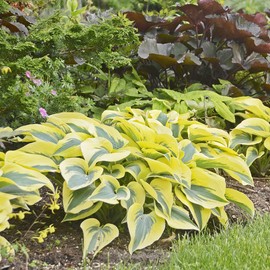 Autumn Frost-Hosta Seeds Plantain Lily Perennial Low Maintenance GMO Free Showy Edging Ground Cover Patio Container Border 30Pcs by YEGAOL Garden