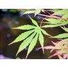 Omurayama Japanese Maple 2 - Year Graft