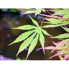 Omurayama Japanese Maple 2 - Year Graft