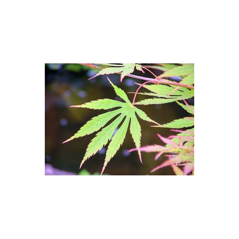Omurayama Japanese Maple 2 - Year Graft
