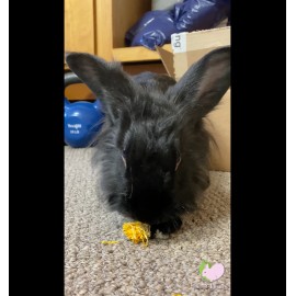 Food4Buns Calendulas/Mar - 1 oz