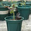 Kit Cajas Plástico Tapa Bonsáis Contenedor Abono Plantas Macetas Accesorio