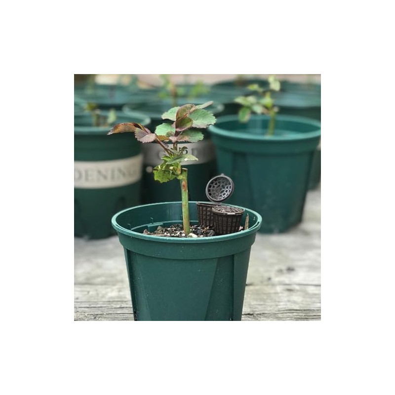 Kit Cajas Plástico Tapa Bonsáis Contenedor Abono Plantas Macetas Accesorio