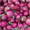 Seed Needs Radish Seeds for Planting Purple Plum Radishes -