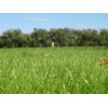 Kentucky 32 Endophyte Free Tall Fescue Grass Seed (1 Lb.)