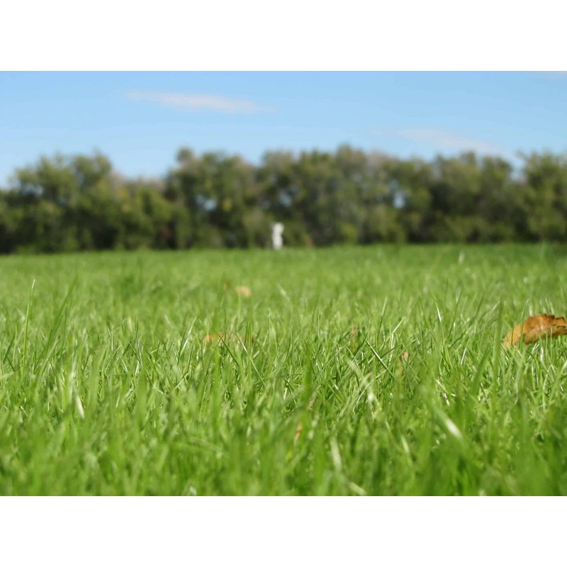 Kentucky 32 Endophyte Free Tall Fescue Grass Seed (1 Lb.)