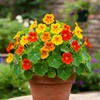100+ Mix Nasturtium Seeds for Planting-Rare Climbing Flower Attracts Pollinators