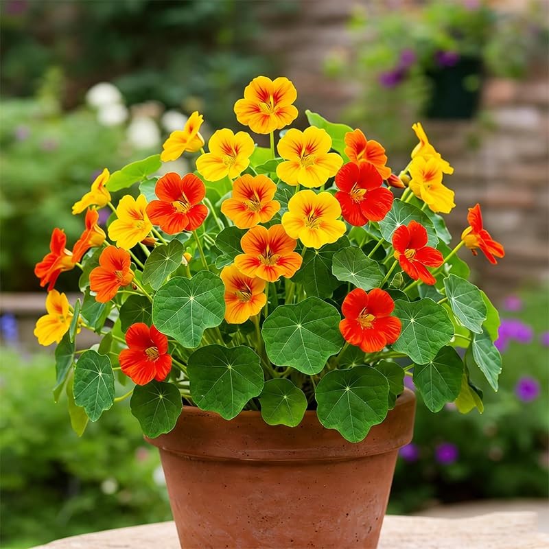 100+ Mix Nasturtium Seeds for Planting-Rare Climbing Flower Attracts Pollinators