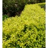 Sunshine Dwarf Ligustrum - Live Plant - Full Gallon Pot