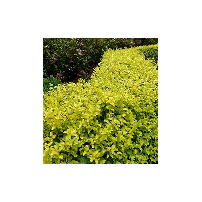 Sunshine Dwarf Ligustrum - Live Plant - Full Gallon Pot