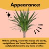 United Nursery Yucca Cane Plant – Drought-Tolerant Indoor Tree in