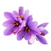 10 Saffron Sativus Crocus Corms - Instructions Will be Included
