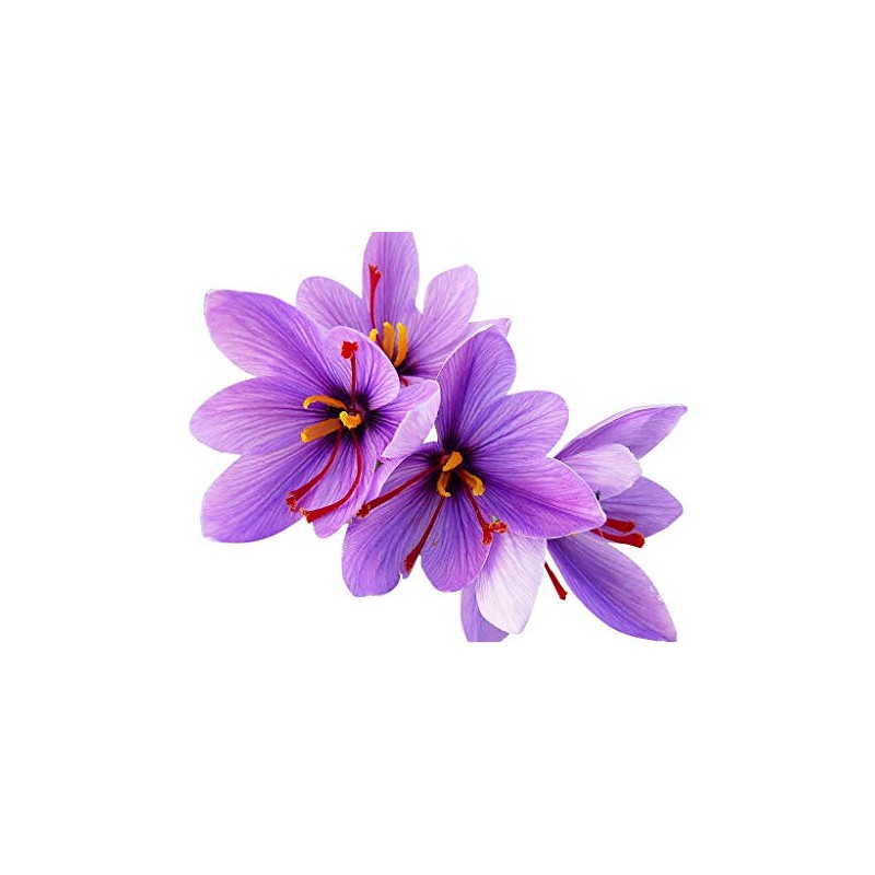 10 Saffron Sativus Crocus Corms - Instructions Will be Included