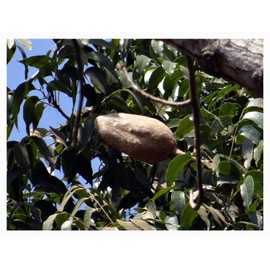 5 Seeds Rare Mahogany Tree Small Fragrant Flowers Rugged Look Bonsai or Container Houseplant Tropical Outdoors Swietenia mahogani