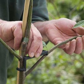 BESPORTBLE Essentials: 20 Pcs Branches Trunk Moderators Plant Stake Support Pe Material for Fruit Trees