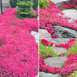 15000+ Mix Magic Perennial Creeping Thyme Seeds for Planting, Thymus Serpyllum Heirloom, Ground Cover Plants