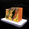 Skin Model, 35X Enlarged Anatomical Model Anatomy for Science Classroom