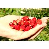 Sweet Wild Strawberry Seeds for Planting Fragaria Vesca Fraisier des