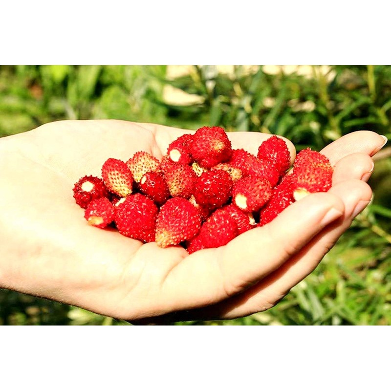 Sweet Wild Strawberry Seeds for Planting Fragaria Vesca Fraisier des