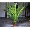 SeedsUP - 4+ Seeds Phoenix Palm Canary Island Date Palm