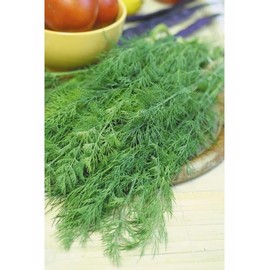 KIRA SEEDS - Seeds Mushroom's Dill - Heirloom Vegetable - GMO Free