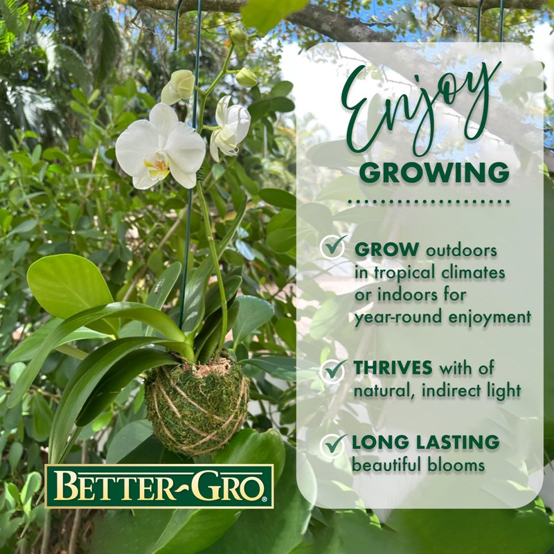 Better-Gro 19” Hanging Kokedama with Phalaenopsis Orchid – Indoor/Outdoor Planter-